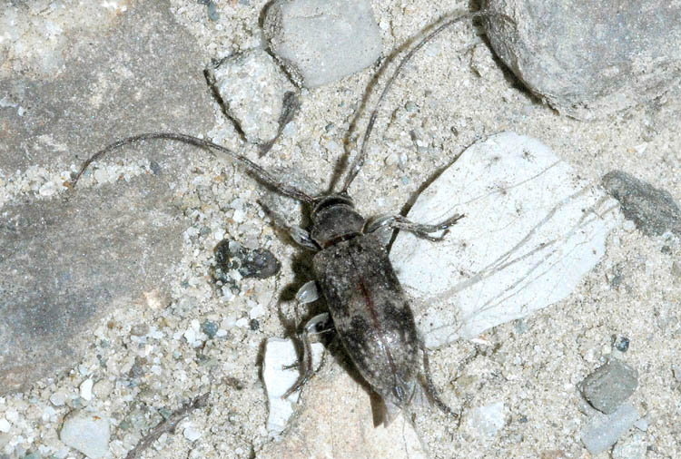 Exocentrus adspersus (Cerambycidae)